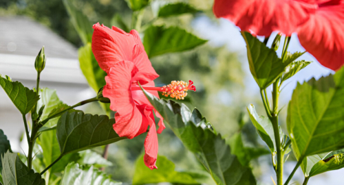 Il Ruolo dei Geni Femminili e Maschili nella Guida del Tubo Pollinico nelle Piante da Fiore